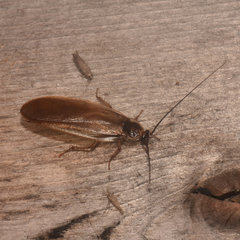 Parcoblatta pennsylvanica