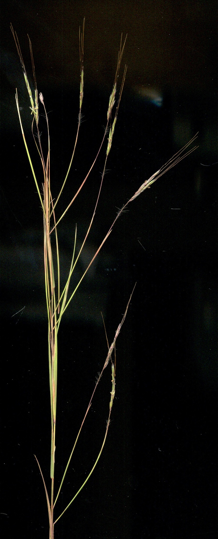 Hyparrhenia filipendula
