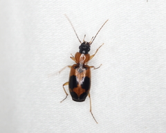 Badister neopulchellus