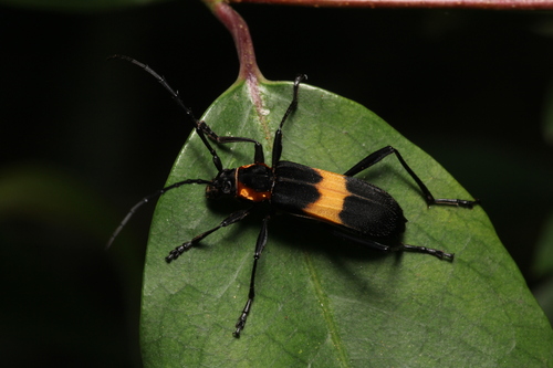 Mallosoma zonatum (Sahlberg, 1823)
