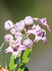 Calotropis gigantea