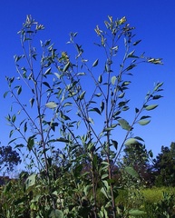Nicotiana glauca