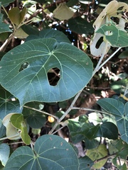 Hibiscus tiliaceus tiliaceus