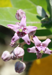 Calotropis gigantea