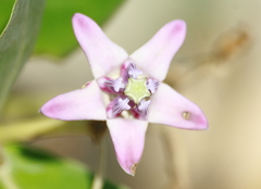 Calotropis gigantea