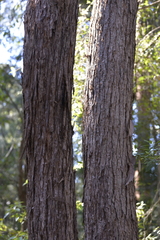 Eucalyptus microcorys