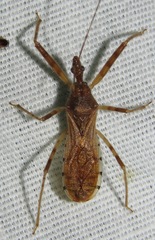 Rocconota tuberculigera