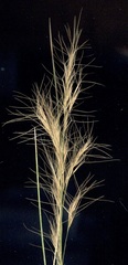 Aristida junciformis