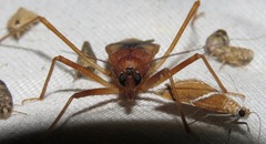 Zeluroides americanus