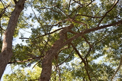 Eucalyptus microcorys