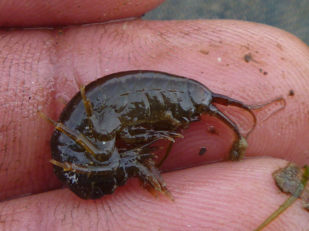 Echinogammarus marinus