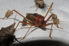 Zeluroides americanus