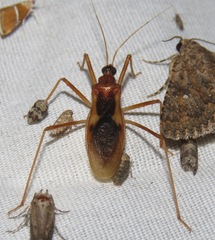 Zeluroides americanus