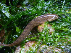 Viviparous Blenny photo 3