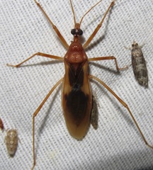 Zeluroides americanus
