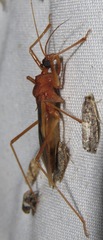 Zeluroides americanus