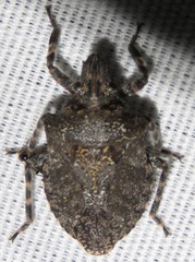 Brochymena parva