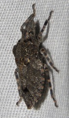 Brochymena parva