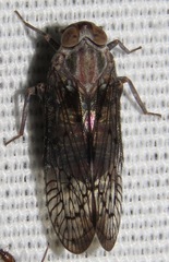 Oliaronus tontonus