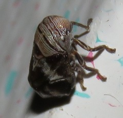 Clastoptera arizonana