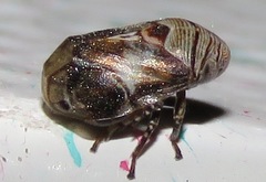 Clastoptera arizonana