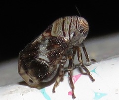 Clastoptera arizonana