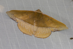 Fascellina clausaria