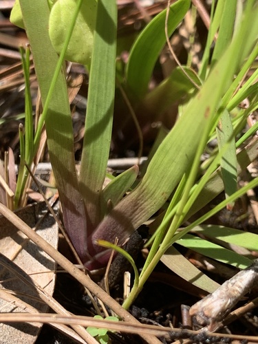 Florida Yellow-eyed Grass (Xyris floridana)
