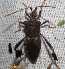 Leptoglossus brevirostris