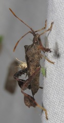Leptoglossus brevirostris