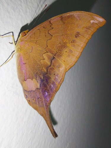 Marpesia tutelina