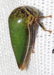 Stictopelta marmorata
