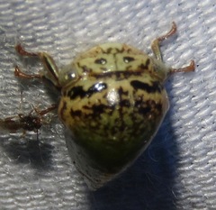 Stictopelta marmorata
