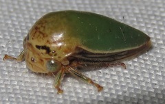Stictopelta marmorata
