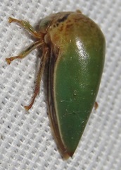 Stictopelta marmorata