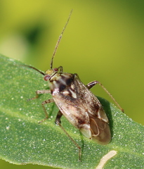 Lygus rugulipennis