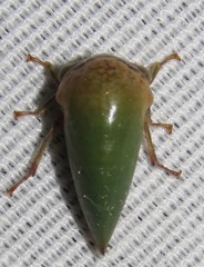 Stictopelta marmorata