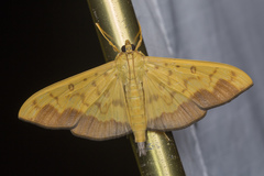 Meroctena staintonii