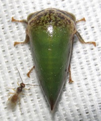 Stictopelta marmorata