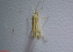 Limnephilus ornatus