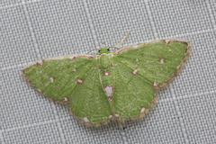 Argyrocosma inductaria