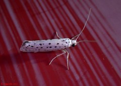 Yponomeuta multipunctella