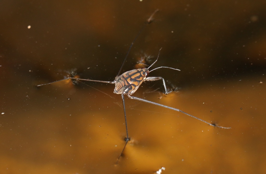 Metrocoris stali