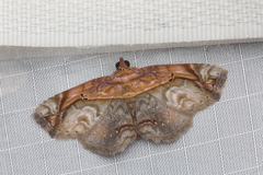 Eugnathia pulcherrima