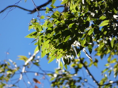 Eucalyptus microcorys