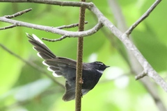 Rhipidura albicollis