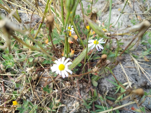 Bristle Felicia (Felicia tenella)
