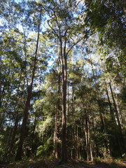 Eucalyptus microcorys