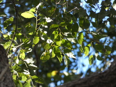 Eucalyptus microcorys