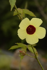 Hibiscus hispidissimus